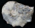 Bumpy Mammites Ammonite Fossil - Morocco #13836-2